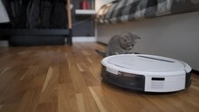 Cleaning Theme, Smart Technology And Pets. Automatic Robot Vacuum Cleaner Cleans The Room, While Gray Scotch Kitten Is Played At Home. Cat On Robotic Vacuum Cleaner In House. Home Automatic Cleaning.