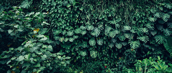 Fotobehang - Group of dark green tropical leaves background, Nature Lush Foliage Leaf Texture, tropical leaf