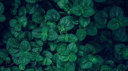 Sticker - Full Frame of Green Leaves Pattern Background, Nature Lush Foliage Leaf Texture, tropical leaf