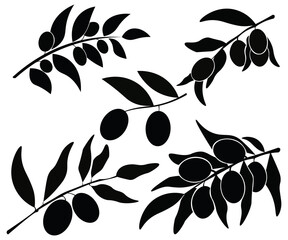 olive branch illustration