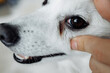 Сonjunctivitis eyes of white dog close-up. Sick dog with infected eyes
