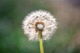 Fototapeta Dmuchawce - White dandelion against the background of blury green foliage close up, dandelion seed head flying apart