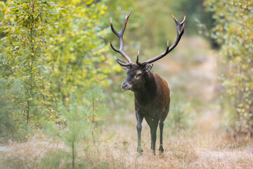 Sticker - Red deer in forest (Cervus elaphus) Stag