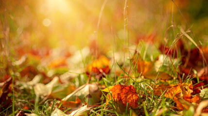 Beautiful autumn background with maple leaves