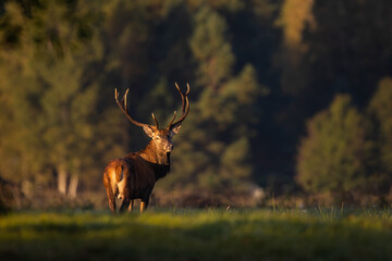 Sticker - Red deer in forest (Cervus elaphus) Stag