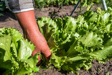 Wall Mural - Fresh green lettuce salad from the ground. Farmer picking vegetables, organic produce harvested from the garden, organic farming concept.