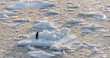 Einsamkeit - einzelner Eselspinguin steht allein und verlassen auf einer Eisscholle im Meer der Antarktis