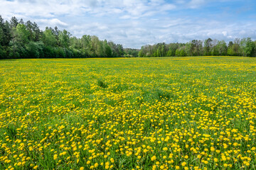 Sticker - Dandelion field. Spring flowers landscape.