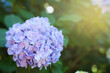 Beautiful hortensia flower growing in park, closeup. Space for text