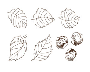 Set of hazelnuts and leaves on white background. Hand drawn vector illustration.