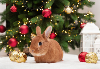 Wall Mural - Cute red bunny lying near Christmas tree looking at camera.Happy New 2023 Year of rabbit according to Chinese,east calendar.Cute,adorable pet,animal festive celebration card, copy space.