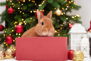 Wall Mural - Red bunny sitting in gift box near Christmas tree.Happy New 2023 Year of rabbit.Chinese,east calendar symbol.Cute,adorable pet,animal festive card, present concept.