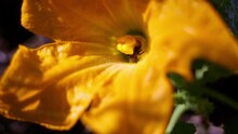 The Bee Moves Around The Pistil On The Yellow Pumpkin Flower, Drinks Nectar. Plants In The Farmer's Garden.