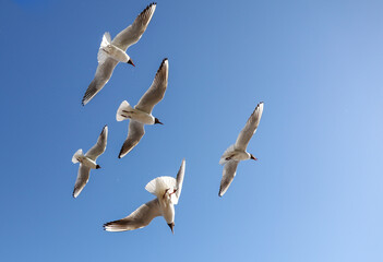 Wall Mural - A flock of seagulls in flight against a sky.