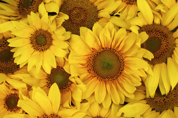 Summer/autumn blossoming yellow sunflowers background, bright festive fall floral card, selective focus, shallow DOF