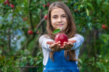 Wall Mural - A child harvests apples in the garden. Selective focus.