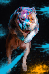 Wall Mural - The dog jumps in colors on a black background