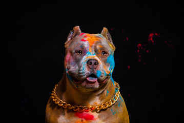 Wall Mural - Portrait of a fighting dog in paint on a black background.