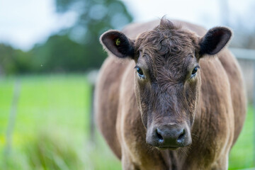 Wall Mural - organic, regenerative, sustainable agriculture farm producing stud wagyu beef cows.