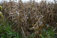 Maize. Field Of Corn Affected By Drought. Dry Corn.