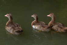 The Hardhead Duck ,Aythya Australisis A Chocolate Brown Diving Duck With White Rump And Large White Panels In The Wings And Male Has White Eyes While Female Is Slightly Paler With Dusky Eyes