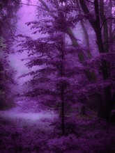 Mysterious Woods In The Morning Mist. Autumn Forest In Thick Fog In Purple Tones. Foggy Mystical Landscape.