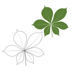 Wall Mural - Set of vector chestnut leaf outline and coloured icon. Simple chestnut leaves illustration for logo. Realistic hand drawn leaves illustration set on white background.