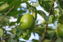 Close-up Of A Green Lemon On A Tree. Growing Lemons In Agriculture. Lemon Tree With Ripe Fruits.