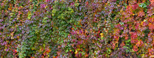 Colorful Autumn Virginia Creeper, Wild Grape Background. Abstract Purple, Red And Orange Autumn Leaves Background. Purple Leaves Plant On A Wall