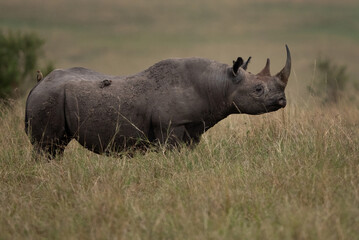 portrait of a black rhinoceros in savannah, masai mara