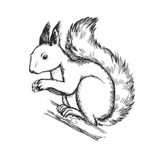 Vector Hand Drawn Illustration Of Squirrel Isolated On White Background. Sketch Of Forest Animal In Engraving Style.