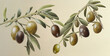 Olive (Olea Europaea). Botanical illustration on white paper. The best medicinal plants, their effects and contraindications. Natural medicine. Plant properties