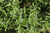 Fototapeta Do akwarium - Closeup of a rosemary herb.