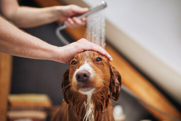 Wall Mural - Dog taking bath at domestic bathroom. Showering of Nova Scotia Duck Tolling Retriever at home.