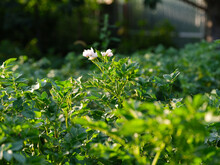 Potato Field With A Flowering Potato Plant In It.