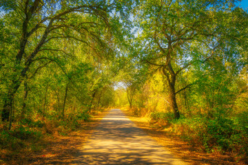  Beautiful dream-like view of the meadow footpath with colorful autumn leaves in the morning on Sacramento River Trail in Redding, Northern California