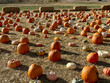 Halloween pumpkin patch