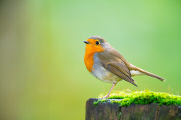 european robin or robin redbreast in the forest