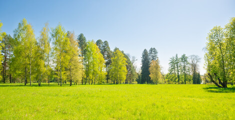 Wall Mural - Green trees panorama in spring park forest with green leaves, green grass and blue sky