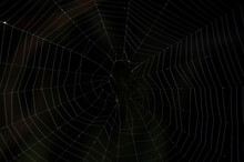 Real Spider Web