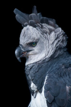 Harpy Eagle (Harpia Harpyja) Deatiled Portrait In The Amazon Basin Of Ecuador 
