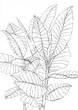 Ficus elastica robusta illustration, drawing, artwork sketch