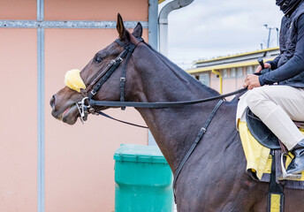 The head of a bay Thoroughbred outdoors at a race track with a bridle and shadow roll on and a ring bit with cheeks. 