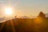Fototapeta Konie - a chamois stands on a ridge in the morning light