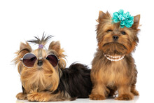 Yorkshire Terrier Dogs Wearing Sunglasses And Flowers