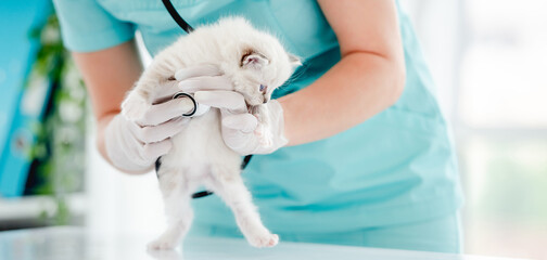 Wall Mural - Ragdoll kitten at veterinerian clinic