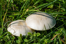 Two Large White Champignons In Green Grass.