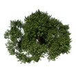 Top view tree ( Adolescent Common Oak tree 3 ) white background alpha png