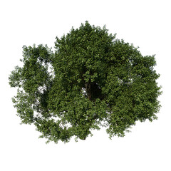 top view tree ( adolescent common oak tree 3 ) white background alpha png