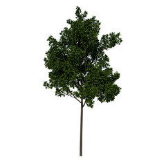 Front view tree plant ( Young Red Oak tree 2 ) png